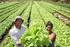 Horticultura agroecológica em escala familiar em Mato Grosso do Sul