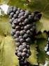 Comportamento da uva Malvasia Bianca (Vitis vinifera L.) cultivada em zona subtropical