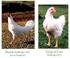 Respostas de frangos de corte fêmeas de duas linhagens a dietas com diferentes perfis protéicos ideais