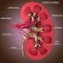 Características Fisiopatológicas do Modelo de Insuficiência Cardíaca Pós-infarto do Miocárdio no Rato