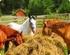 NUTRIÇÃO EQÜINA. Alimentando o Cavalo Atleta. Fernando Queiroz de Almeida Instituto de Veterinária UFRRJ