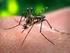 PALAVRAS-CHAVE: Aedes aegypti. Aedes albopictus. Dengue. Controle de vetores. Criadouros. Salinidade.