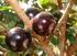 UTILIZAÇÃO DE CASCA DE JABUTICABA (Plinia sp.) COMO ADSORVENTES NA REMOÇÃO DE CROMO (VI): PLANEJAMENTO FATORIAL, CINÉTICA E ESTUDO DE EQUILÍBRIO.