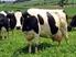 Produção e composição do leite de vacas submetidas à dieta contendo diferentes níveis de caroço de algodão