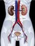 Biofísica renal. Estrutura e função dos rins