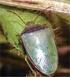 (Hemiptera: Pentatomidae) 1 L. GONÇALVES 2