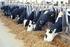 Nutrição e reprodução em vacas leiteiras Nutrition and reproduction in dairy cows