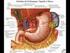 Anatomia do Sistema Digestório