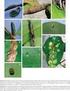 Galhas de insetos da Reserva Biológica Estadual da Praia do Sul (Ilha Grande, Angra dos Reis, RJ)