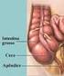 Anatomia e Fisiologia do apêndice cecal