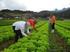 NOVAS TENDÊNCIAS NA AGRICULTURA