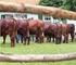 CATÁLOGO DE LEILÃO 32º CONCURSO/LEILÃO NOVILHA E TOURO DO FUTURO ASSOCIAÇÃO BRASILEIRA DE SANTA GERTRUDIS