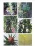 Levantamento de Orchidaceae em quatro fragmentos de Campos de Altitude em Campos do Jordão, SP, Brasil¹