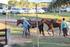 4º Semana Do Cavalo 23 maio a 5 de junho 2016 Cuiabá MT Haras Twin Brothers Santa Rosa