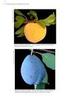 Desempenho produtivo de cultivares de ameixeira japonesa (Prunus salicina Lindl.), em Caldas-MG 1