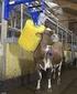 Investimento em climatização na pré-ordenha de vacas girolando e seus efeitos na produção de leite