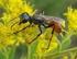 Inventory of sphecid wasps (Hymenoptera: Apoidea: Sphecidae) from the Espírito Santo State (Southeast Brazil)