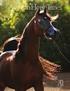 O World Arabian Horse Organization - e o Brasil é. A internacionalidade do Cavalo Árabe por Rogério Santos. cavalo árabe