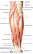Estudo. anatômico de músculos profundos do antebraço de Cebus apella (Linnaeus, 1766)