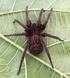 Aranhas (Araneae, Arachnida) do Estado de São Paulo, Brasil: diversidade, esforço amostral e estado do conhecimento