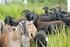 Comportamento ingestivo de ovinos e caprinos em pastagens de diferentes estruturas morfológicas (Intake behaviour of sheep and goat in pastures)