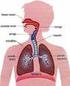 Aparelho Digestivo. Principais funções do sistema gastrointestinal. Processos básicos. Organização geral do sistema gastrointestinal