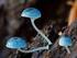 O Fantástico Mundo dos Cogumelos