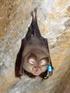 RELATÓRIO Censos dos Morcegos 2012