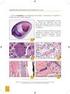 ISOLAMENTO E CARACTERIZAÇÃO MOLECULAR DE CEPAS DE KLEBSIELLA PNEUMONIAE PRODUTORAS DE CARBAPENEMASES