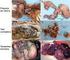 Biometria, histologia e morfometria do sistema digestório do cachorro-do-mato (Cerdocyon thous) de vida livre