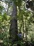 Fitossociologia e características morfológicas de plantas daninhas após cultivo de milho em plantio convencional no cerrado de Roraima