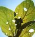 Efeito alelopático do extrato aquoso de folhas de girassol sobre a germinação de soja e picão-preto