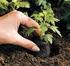 Diferentes ambientes de semeadura para a germinação de cultivares de Citrullus lanatuão