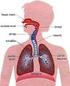 O Sistema Respiratório. Humano