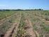 Interferência de plantas daninhas no desenvolvimento de fabaceas perenes. Weed interference in the development of perennial fabaceae