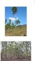 CLONAGEM INTENSIVA EM Eucalyptus grandis NA CENIBRA. Maria das Graças de Barros Rocha * Wilson de Oliveira Campos ** INTRODUÇÃO