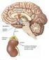 Glândula Adrenal. Glândula Adrenal. Glândula Adrenal. Córtex Adrenal. Histologia. Histologia. Mamíferos 1 par. Ad renal próximo aos rins