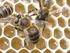 Características reprodutivas das colônias de abelhas Apis mellifera submetidas à alimentação artificial