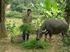 Native Cacti as Fodder for Ruminants