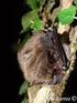 Primeiros dados de uma colônia reprodutiva de Myotis levis (I. Geoffroy, 1824) nos campos de Palmas, Paraná, Brasil (Vespertilionidae)