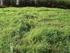 MASSA DE FORRAGEM E VALOR NUTRITIVO DE GRAMÍNEAS PERENES DE INVERNO NO PLANALTO NORTE CATARINENSE