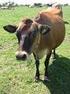 Origem O gado foi introduzido, e passou a ser criado nos engenhos do Brasil em meados do século XVI, para apoiar a economia açucareira como força