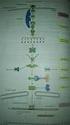 Importância dos processos de sinalização. Moléculas sinalizadoras (proteínas, peptídeos, aminoácidos, hormônios, gases)