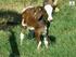 Estudo da Inclusão de Fibra na Dieta de Bezerros da Raça Holandesa. Study of Fiber Inclusion in the Diet of Holstein Calves
