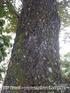Resistência de Painéis Aglomerados de Acacia mangium Willd. Colados com Ureia-formaldeído e Taninos a Organismos Xilófagos