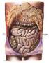 Período de absorção intestinal de macromoléculas em cabritos recém-nascidos após a ingestão de colostro bovino 1