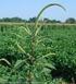 Primeiro relato de Amaranthus palmeri no Brasil em áreas agrícolas no estado de Mato Grosso