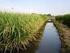 Os impactos do cultivo de arroz irrigado sobre as áreas úmidas da Área de Proteção Ambiental do Banhado Grande do rio Gravataí RS