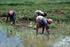 Harvesting and physiologic quality of irrigated rice seeds of cultivar BRS Jaburu in Roraima
