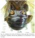 Meliponini Neotropicais: o gênero Dolichotrigona Moure (Hymenoptera, Apidae, Apinae)